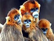 Play Blue faced monkeys slide puzzle