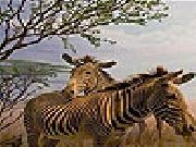Spielen Zebras in the desert slide puzzle