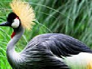 Play Big magnificent bird puzzle