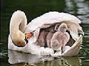 Play Gray swans slide puzzle