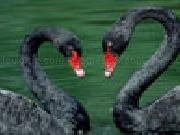 Play Black swans