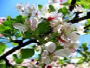 Play Blooming apple tree