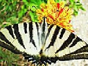 Play Striped butterfly slide puzzle
