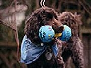 Play Strongest dog slide puzzle