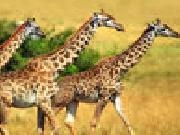 Play Giraffes