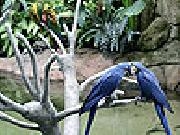 Play Two beloved bird slide puzzle