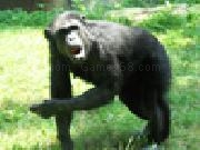 Jugar a Jigsaw: chimpanzee
