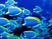 Play School of fish