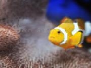 Play Clown fish jigsaw