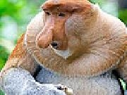 Play Big nose slide puzzle