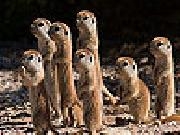 Play Shy meerkat family slide puzzle