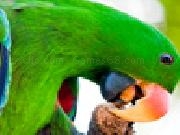 Play Macaw parrot jigsaw