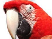 Play Jigsaw: red macaw