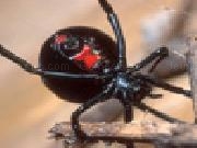 Play Black widow jigsaw