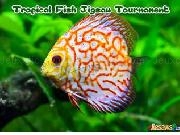 Play Tropical fish jigsaw tournament