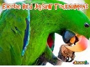 Play Exotic bird jigsaw tournament
