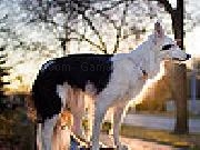 Play Funny dog slide puzzle