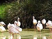 Play White flamingos slide puzzle