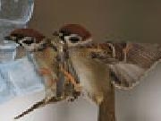 Play Sparrows
