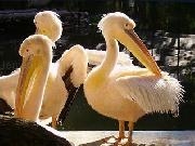 Play Pelicans