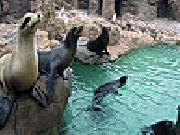 Play Sleepy seals slide puzzle