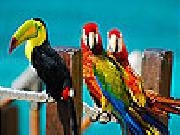 Play Colorful parrots slide puzzle
