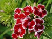 Play Jigsaw: red flowers