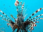 Play Black striped fish slide puzzle