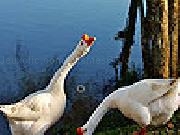 Play Hungry ducks slide puzzle