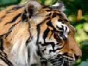 Play Sumatran tiger jigsaw