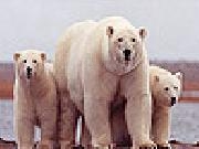 Play White bears family slide puzzle