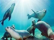 Play Ocean and seals slide puzzle