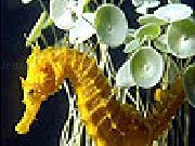 Play Seahorse slide puzzle