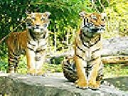 Play Wild cats slide puzzle
