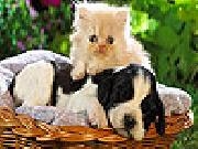 Play Cat and dog slide puzzle