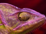 Play Purple chameleon slider puzzle