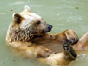 Play Grizzly bear slider puzzle