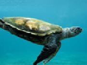 Play Sea turtle slider puzzle