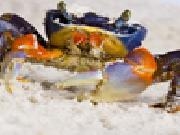 Play Crab slider puzzle