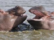 Play Hippos slider puzzle