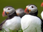 Play Puffins slider puzzle