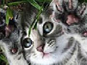 Play Coward cat slide puzzle