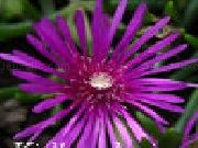 Play Kingdom of the flowers: purple beauty