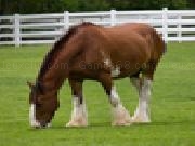 Play Clydesdale horse jigsaw puzzle