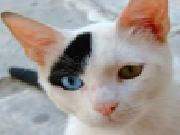 Play Funny cat puzzle