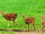 Play Jigsaw: oh deer