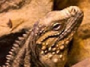 Play Jigsaw: cyclura nubila