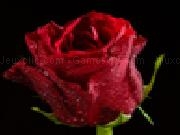 Play Rose puzzzle