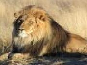 Jugar a Lion jigsaw puzzle