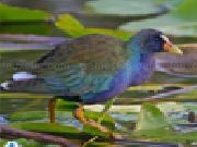 Play Purple gallinule